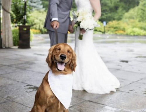 Would you include your Furry Friend in your Wedding?